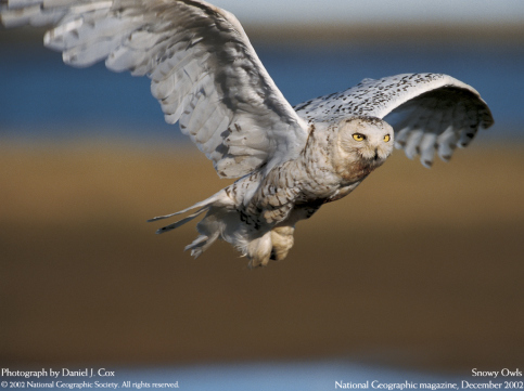 snowy owl